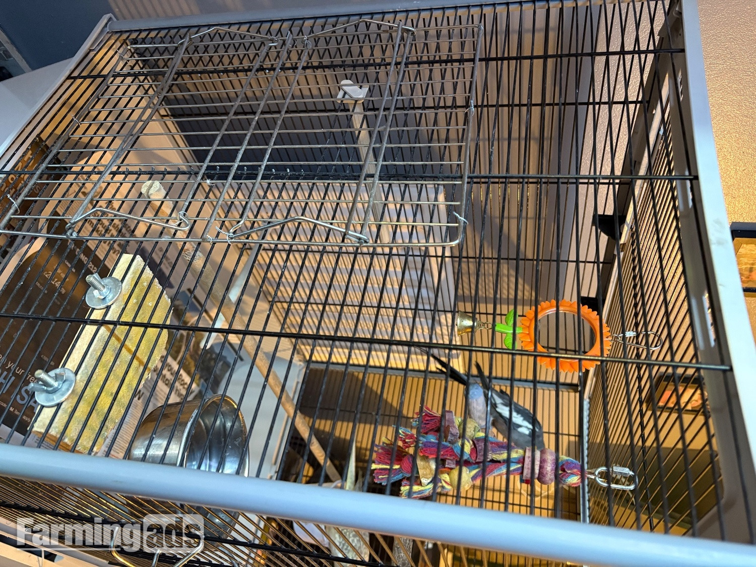 {CATEGORY} - Breeding pair of cockatiels 