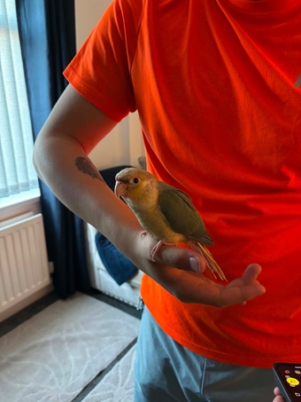 Green cheek conure for sale comes with cage, food, toys, treats ect