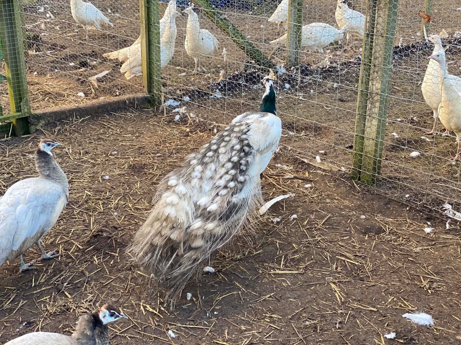 PEACOCKS AND PEAHENS FOR SALE 