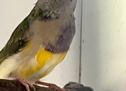 For Sale Gouldian Finch males 2026 youngsters 
