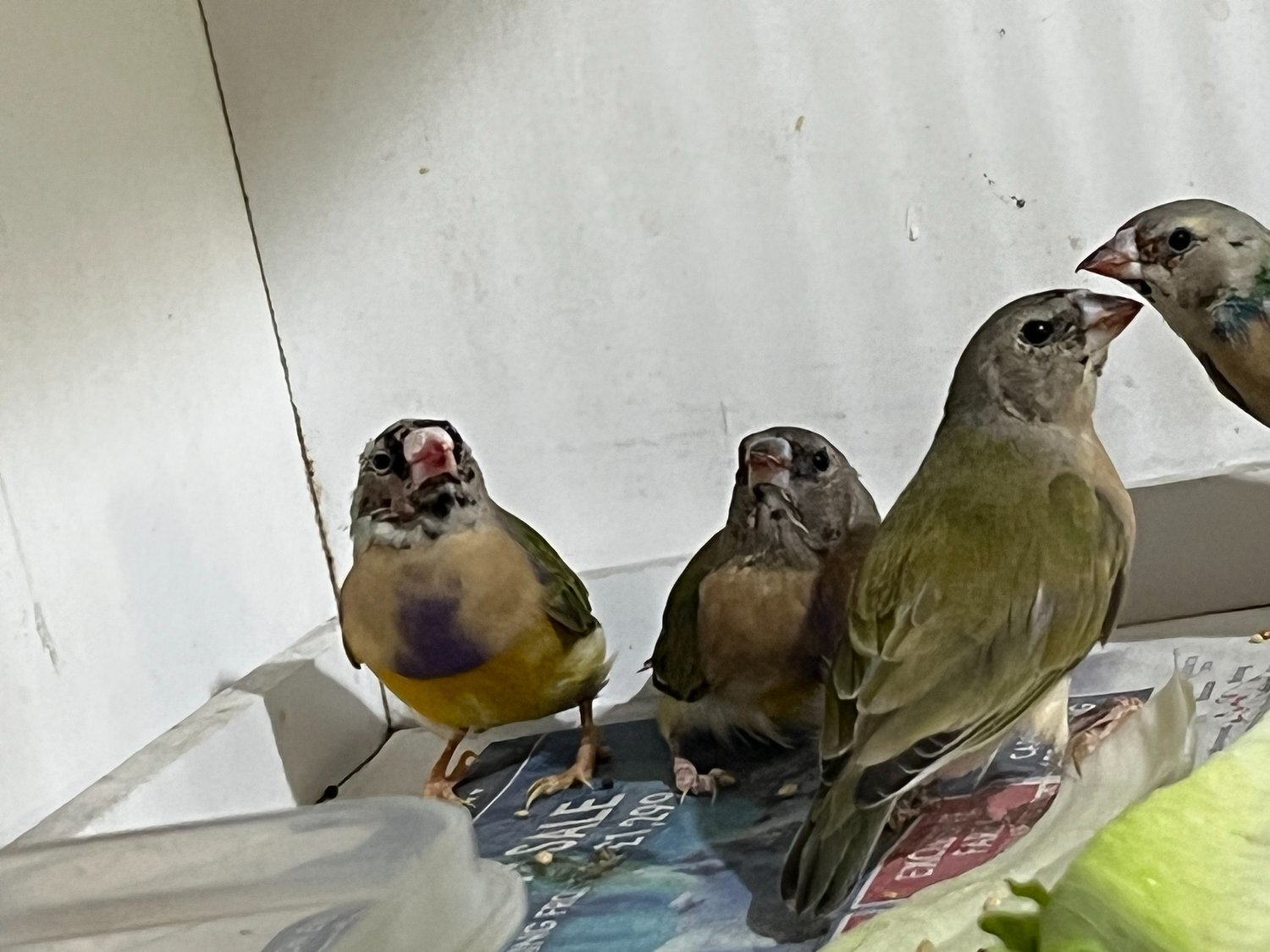 For Sale Gouldian Finch males 2026 youngsters 