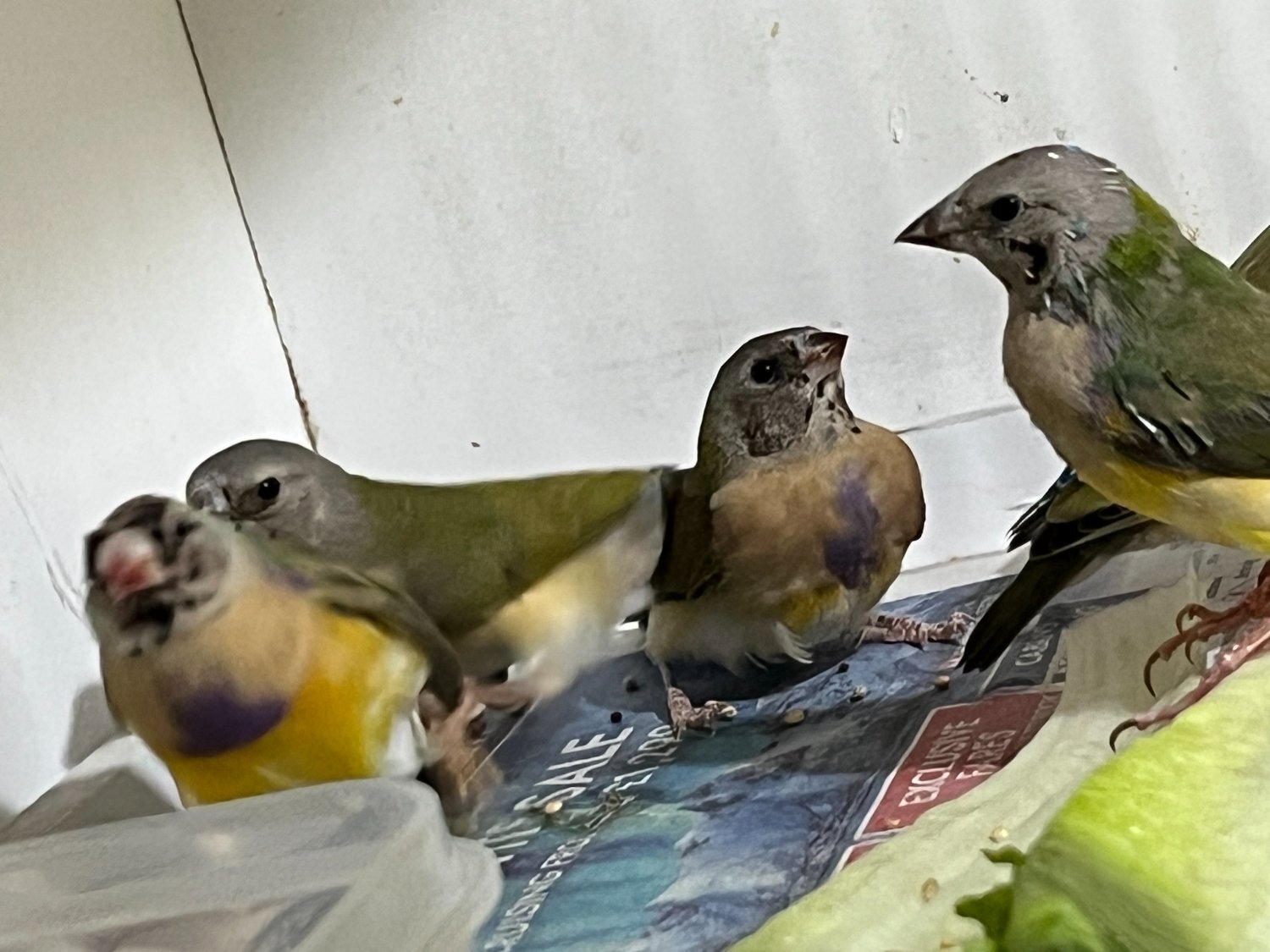  For Sale Gouldian Finch males 2026 youngsters 