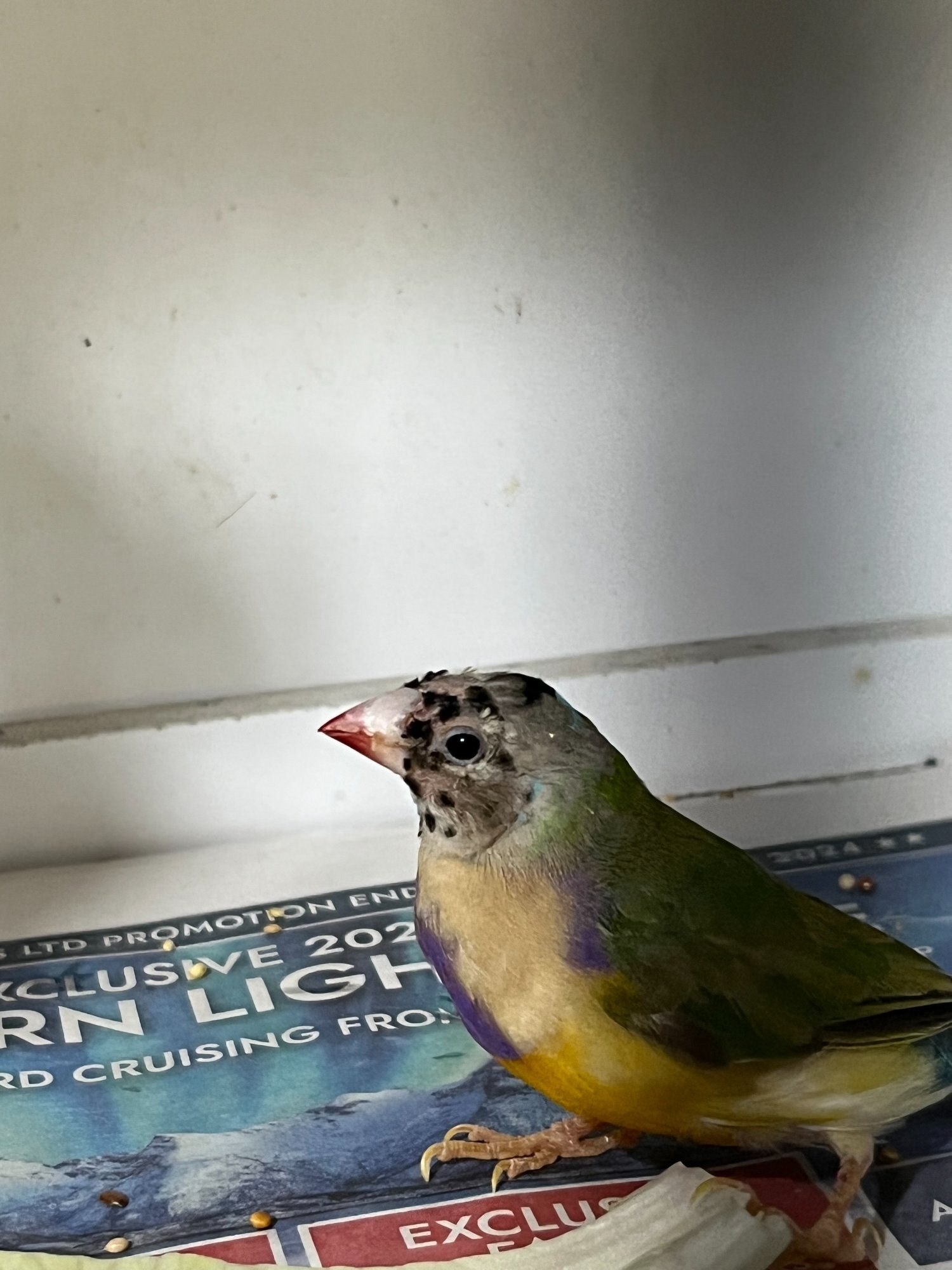 For Sale Gouldian Finch males 2026 youngsters  - {CATEGORY}