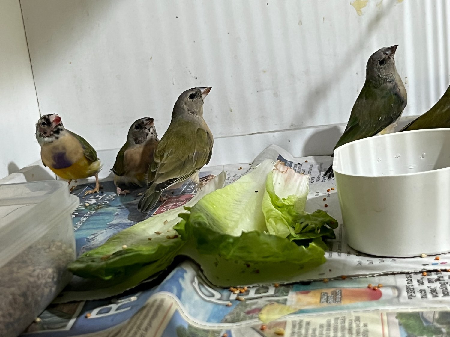 For Sale Gouldian Finch males 2026 youngsters  - {CATEGORY}