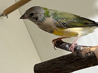 For Sale Gouldian Finch males 2026 youngsters 