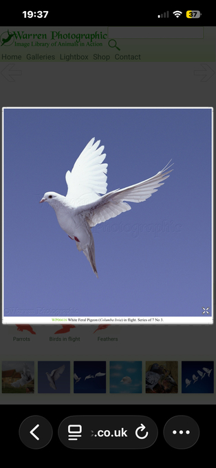 Wanted   White homing doves/pigeons 