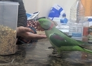 Pair Parrots Male and Female
