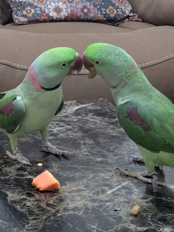 Pair Parrots Male and Female