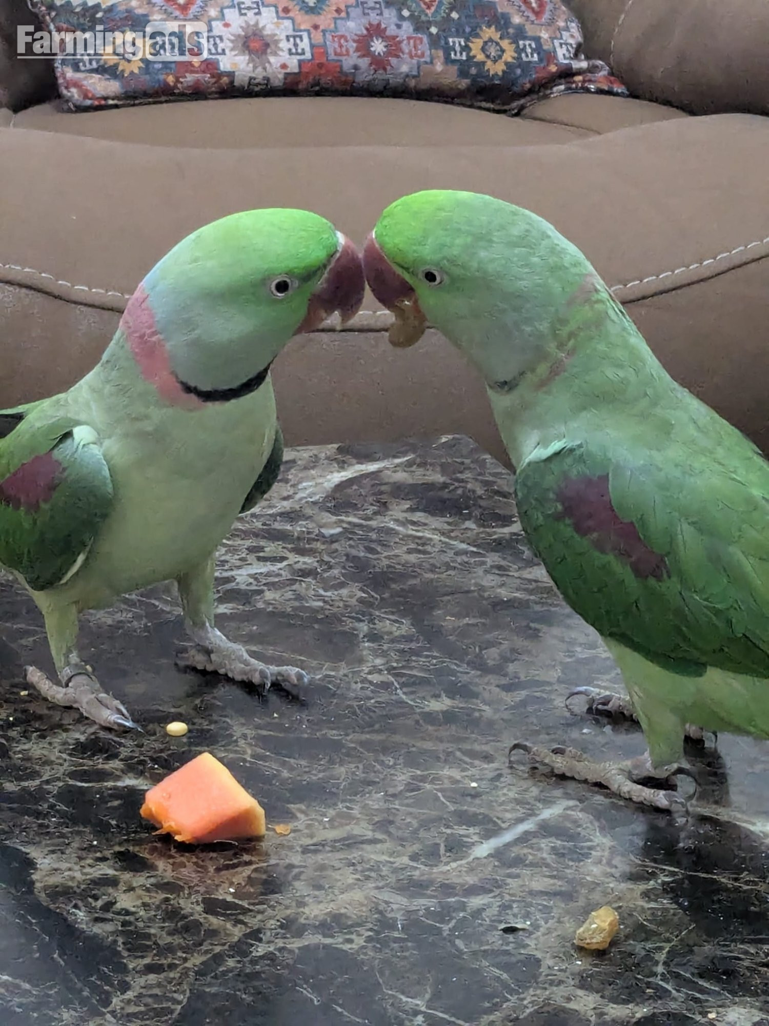 Pair Parrots Male and Female