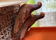 Pigeon for sale