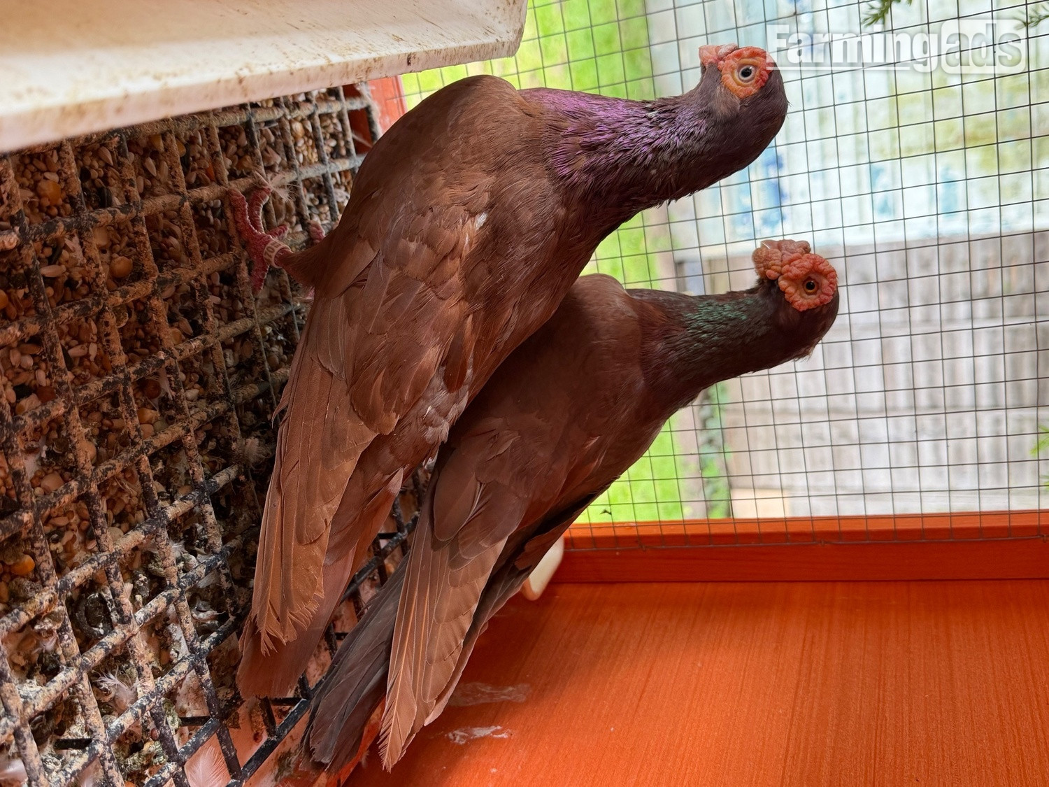 Pigeon for sale