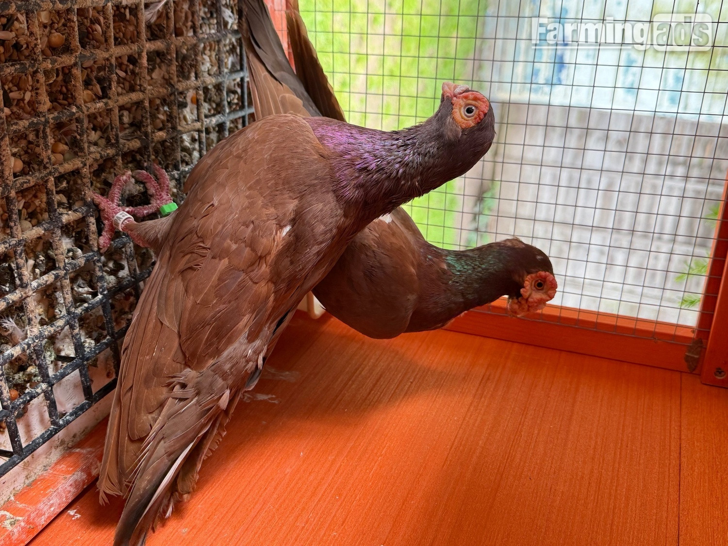 Pigeon for sale