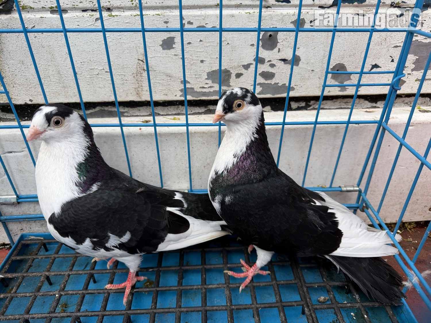  Pigeon for sale