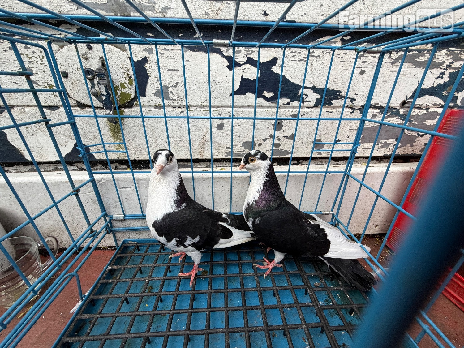 Pigeon for sale - {CATEGORY}