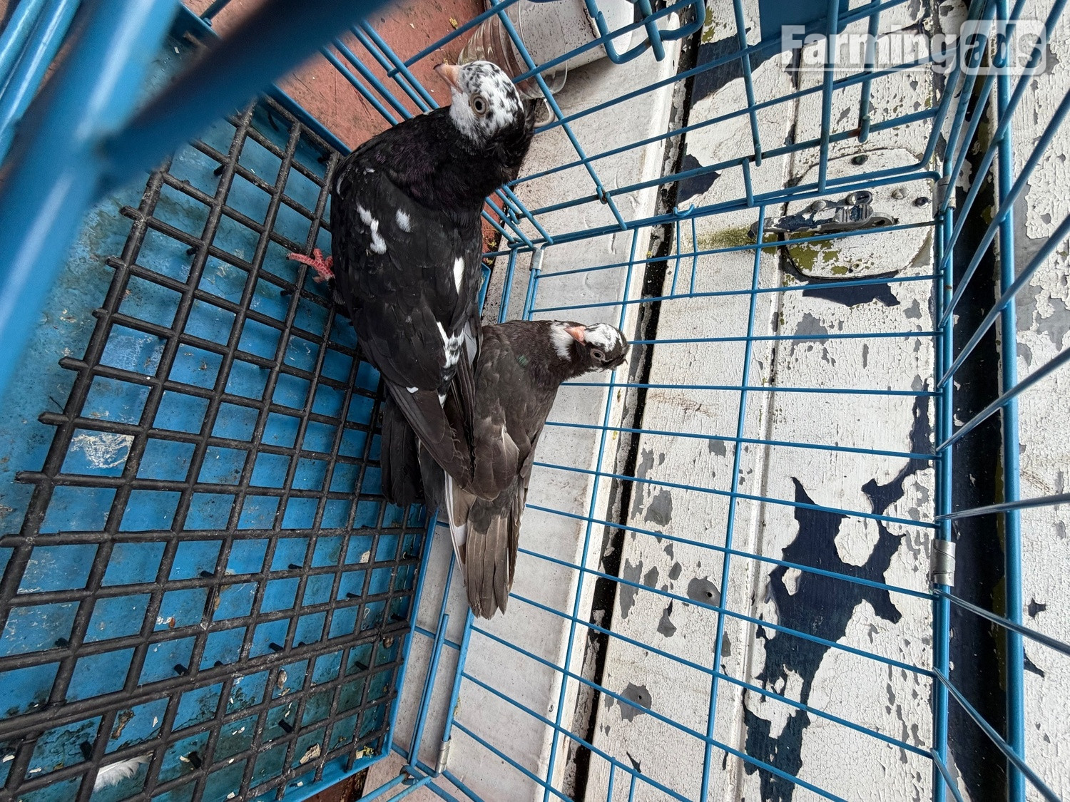 Pigeon for sale - {CATEGORY}