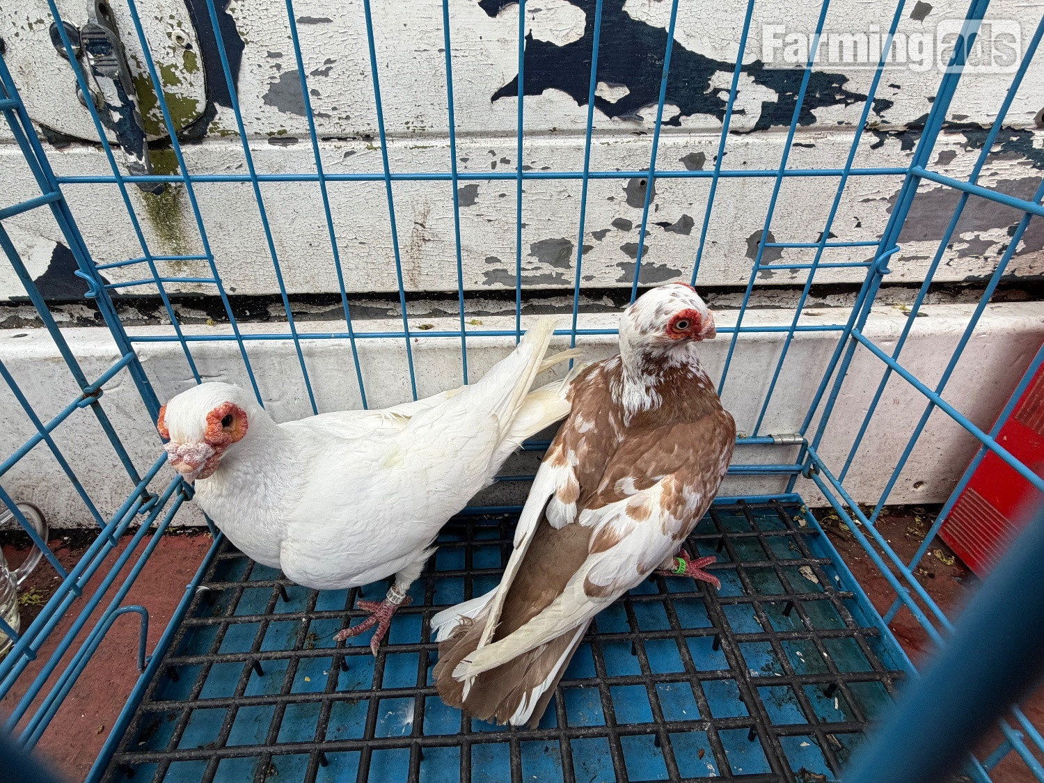 Pigeon for sale 