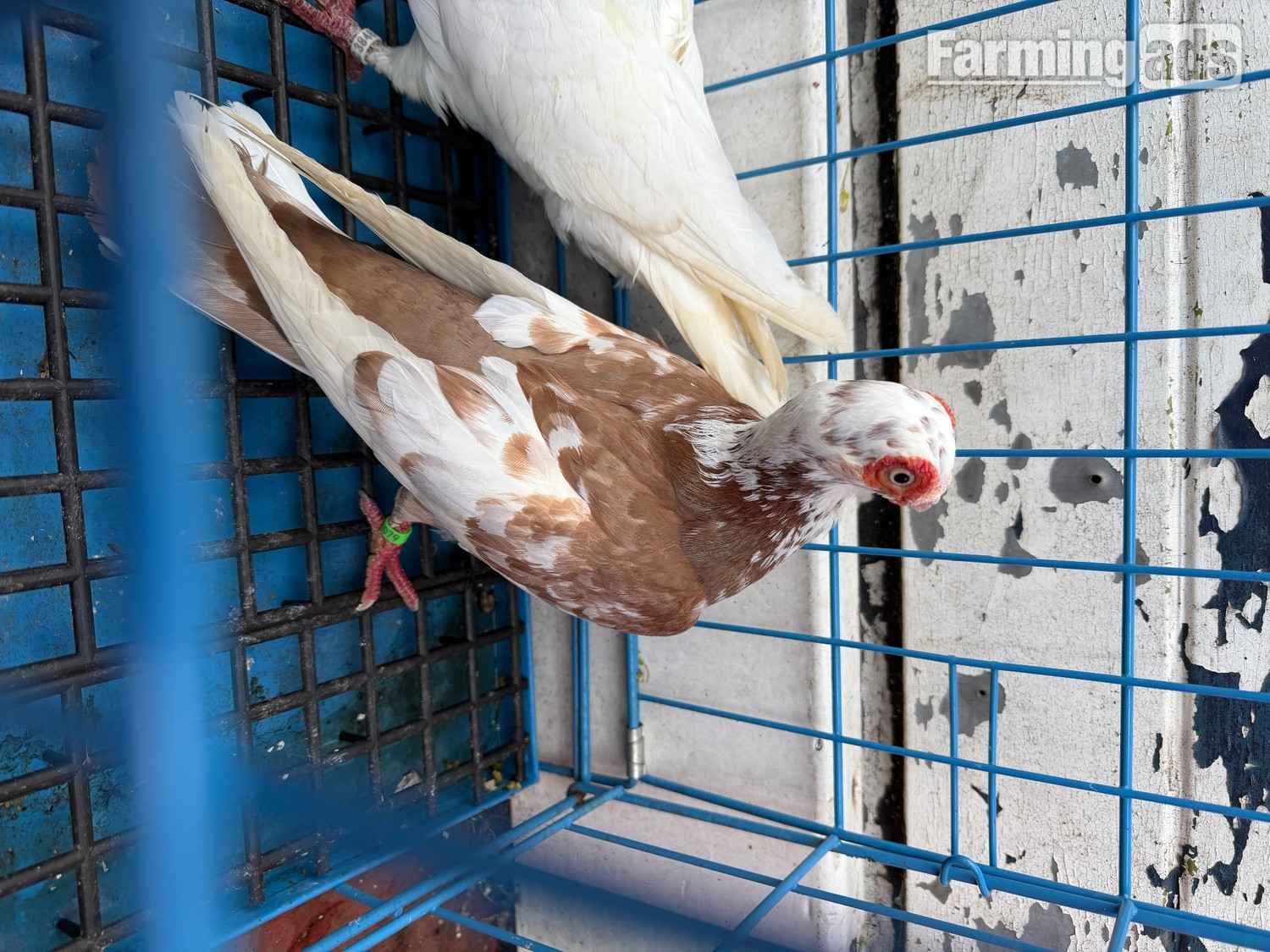 {CATEGORY} - Pigeon for sale