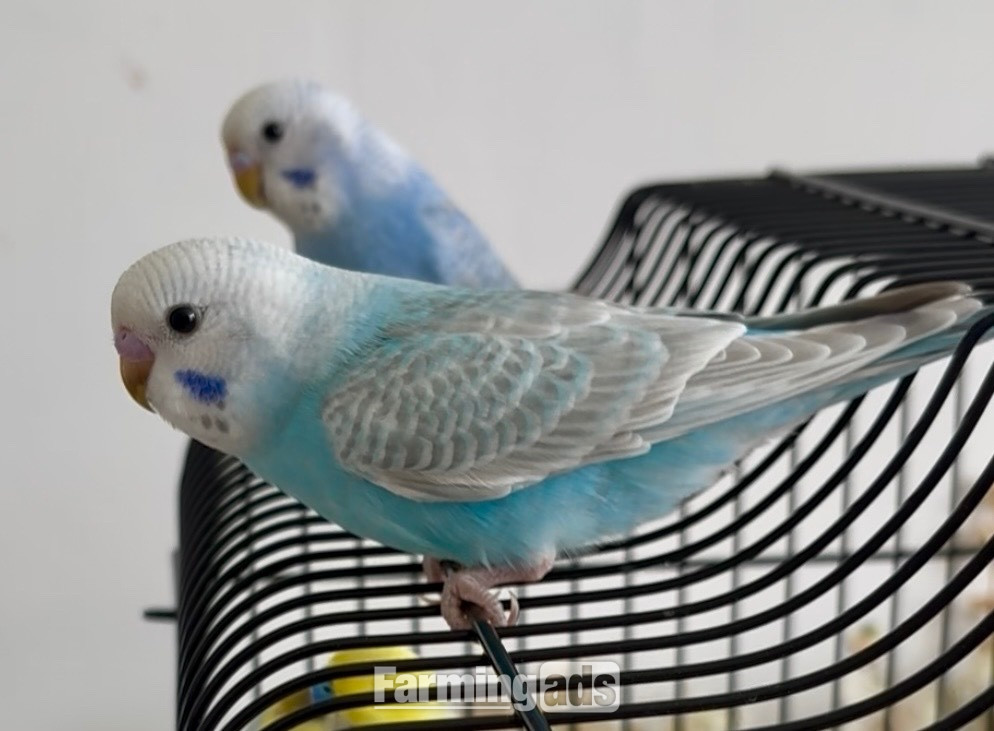 3 Beautiful Baby Greywing budgies