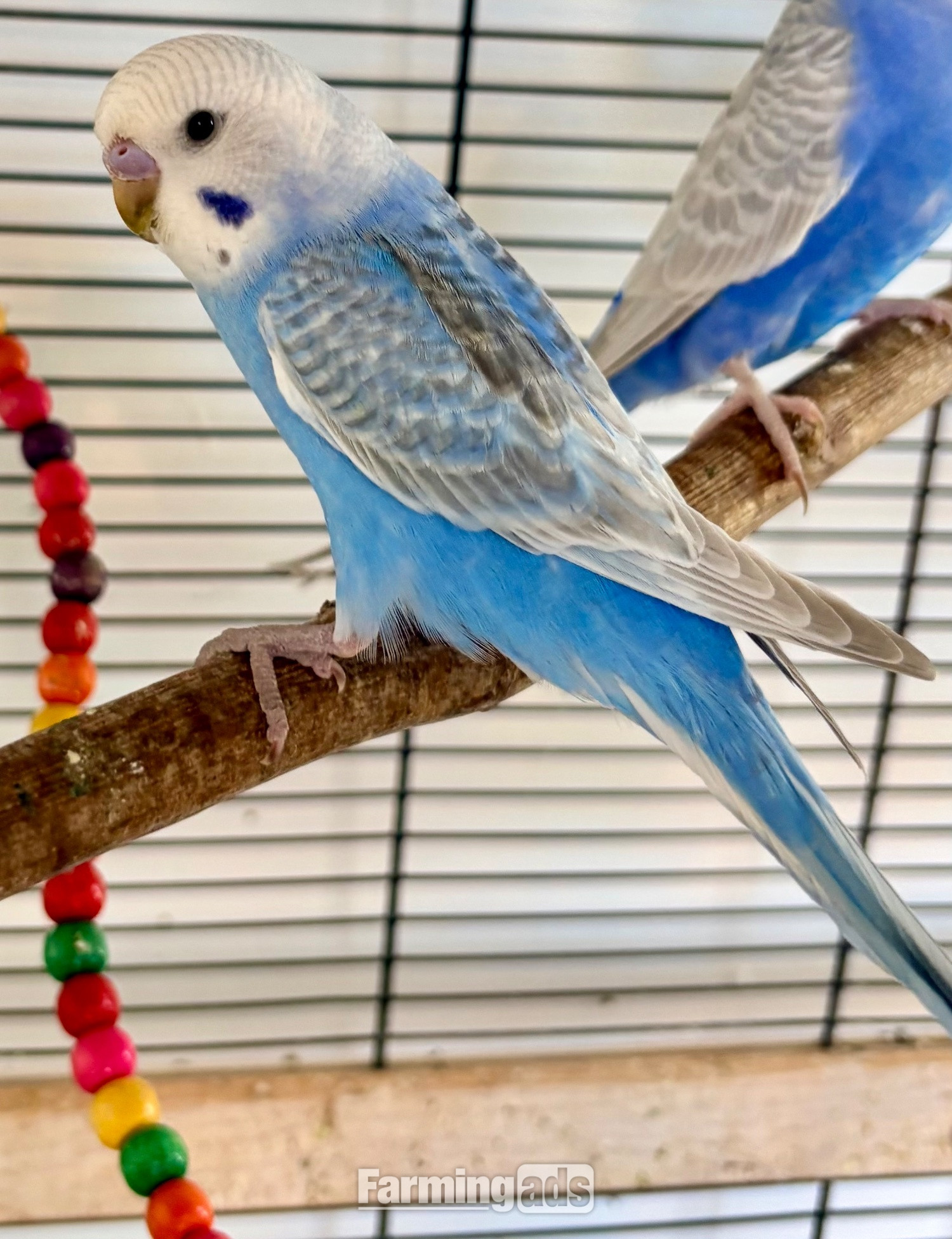  3 Beautiful Baby Greywing budgies