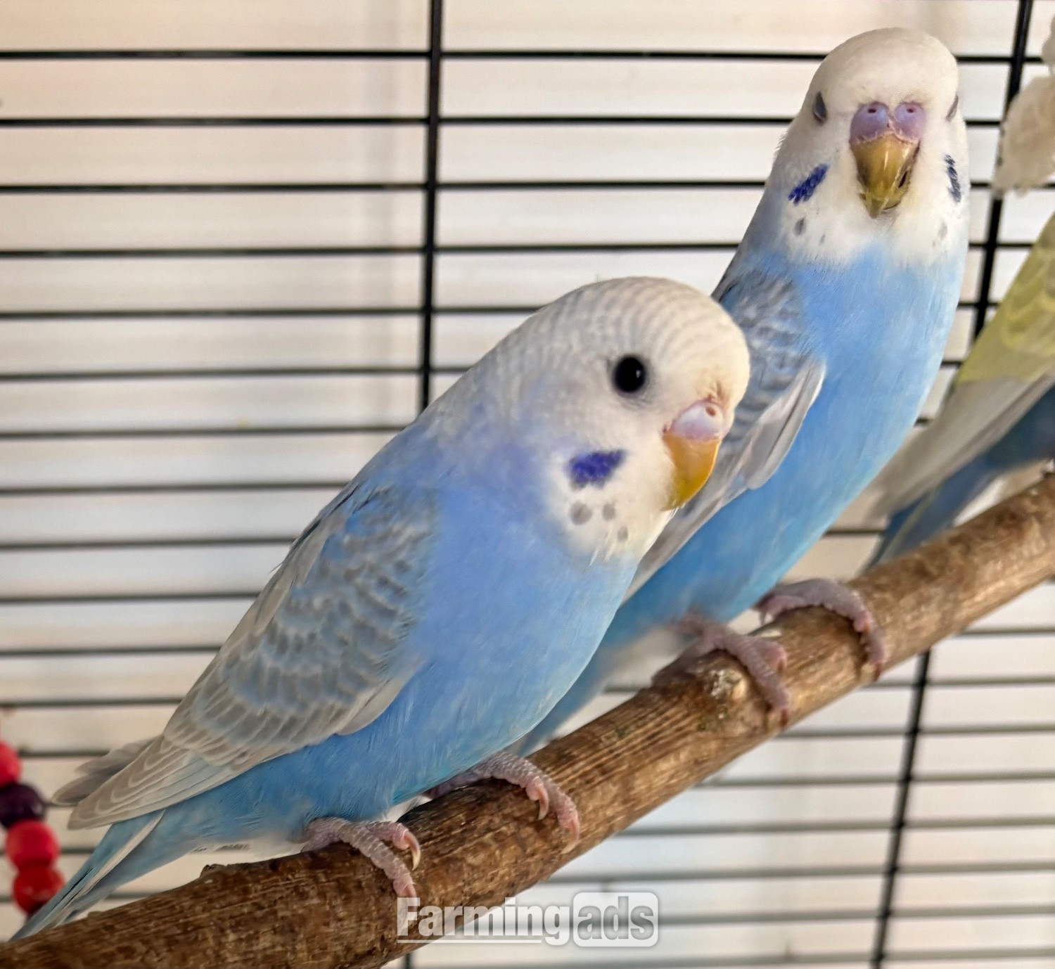 3 Beautiful Baby Greywing budgies - {CATEGORY}