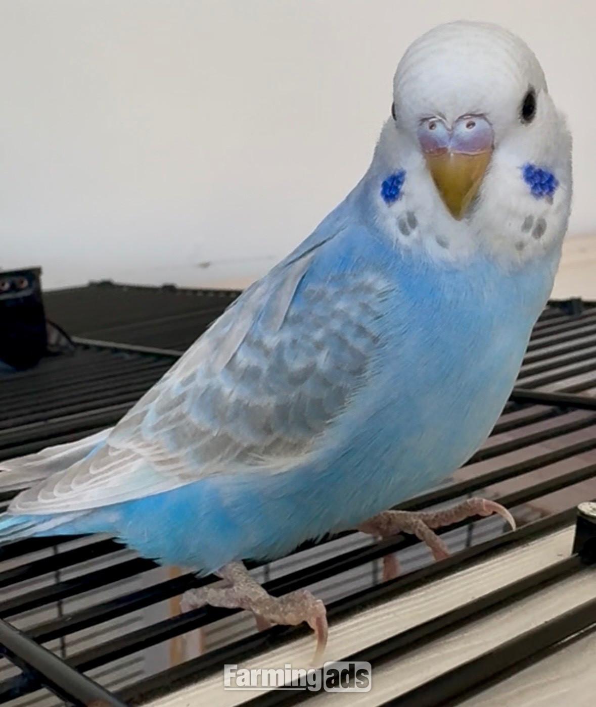 3 Beautiful Baby Greywing budgies - {CATEGORY}