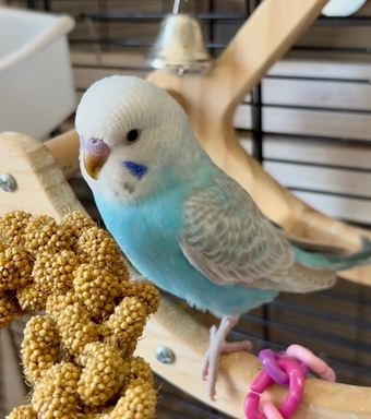 3 Beautiful Baby Greywing budgies
