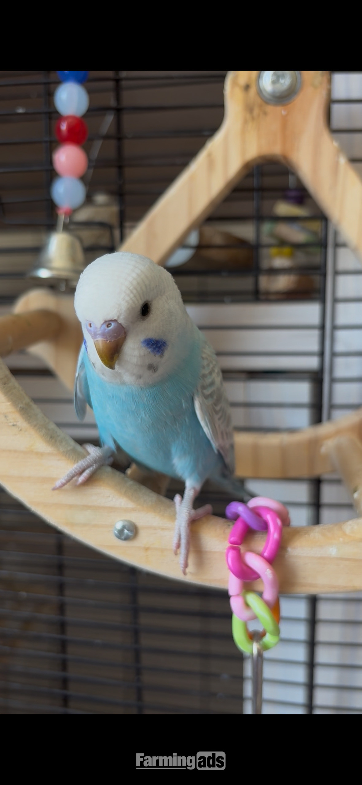 3 Beautiful Baby Greywing budgies 
