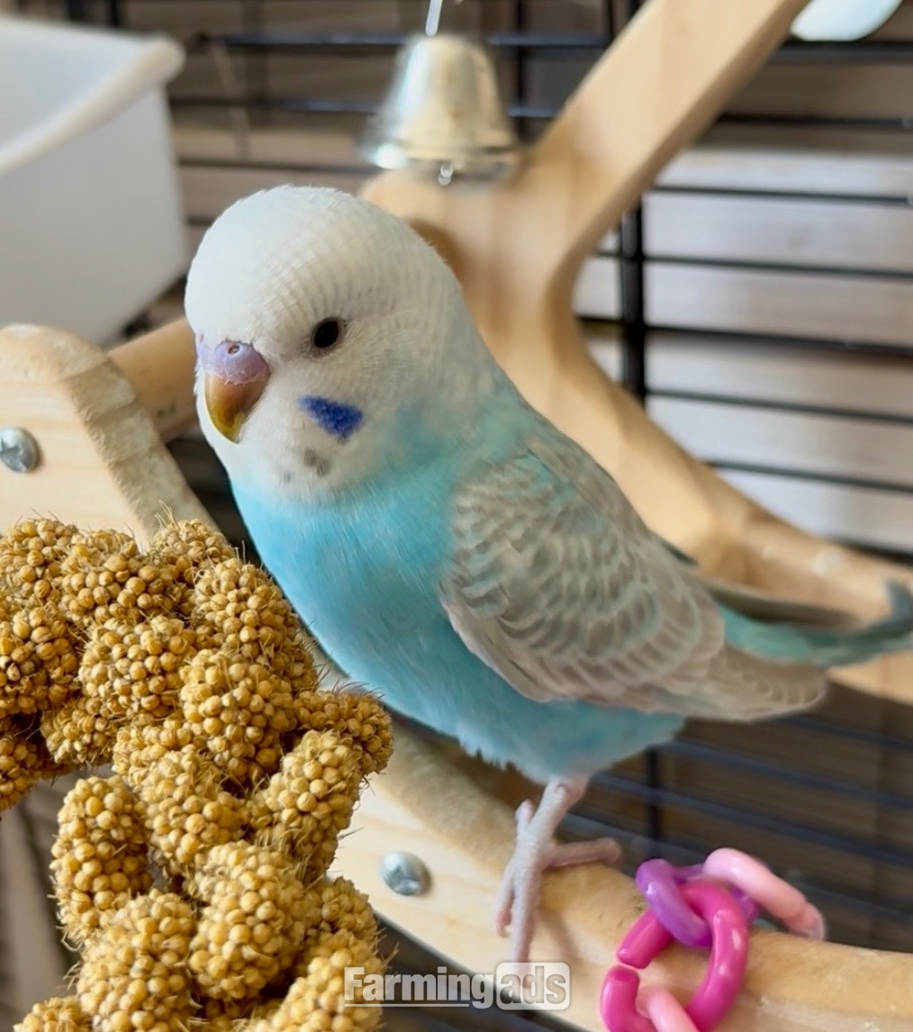 {CATEGORY} - 3 Beautiful Baby Greywing budgies