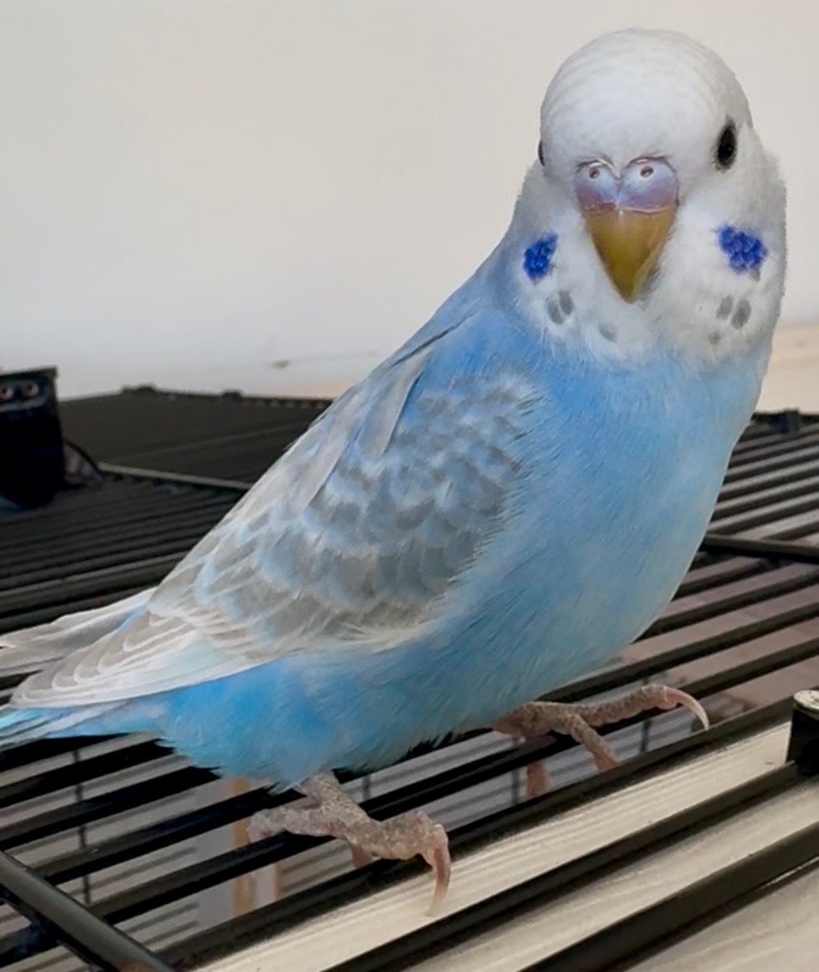 3 Beautiful Baby Greywing budgies - {CATEGORY}