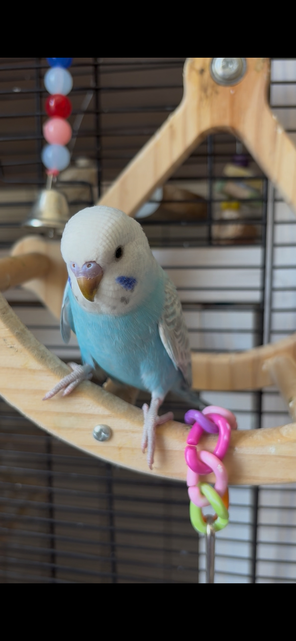 3 Beautiful Baby Greywing budgies 