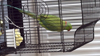 Beautiful 7-month-old Alexandrine Ringneck Parrot for sale.  Very healthy