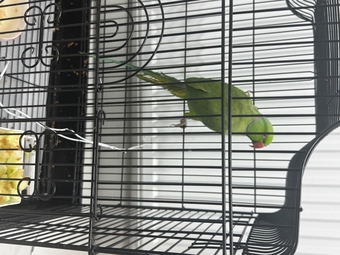 Beautiful 7-month-old Alexandrine Ringneck Parrot for sale.  Very healthy