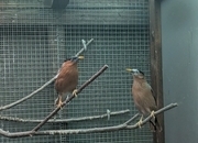 Pagoda starlings breeding pr