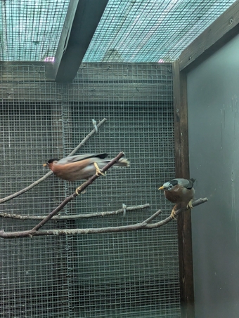 Pagoda starlings breeding pr