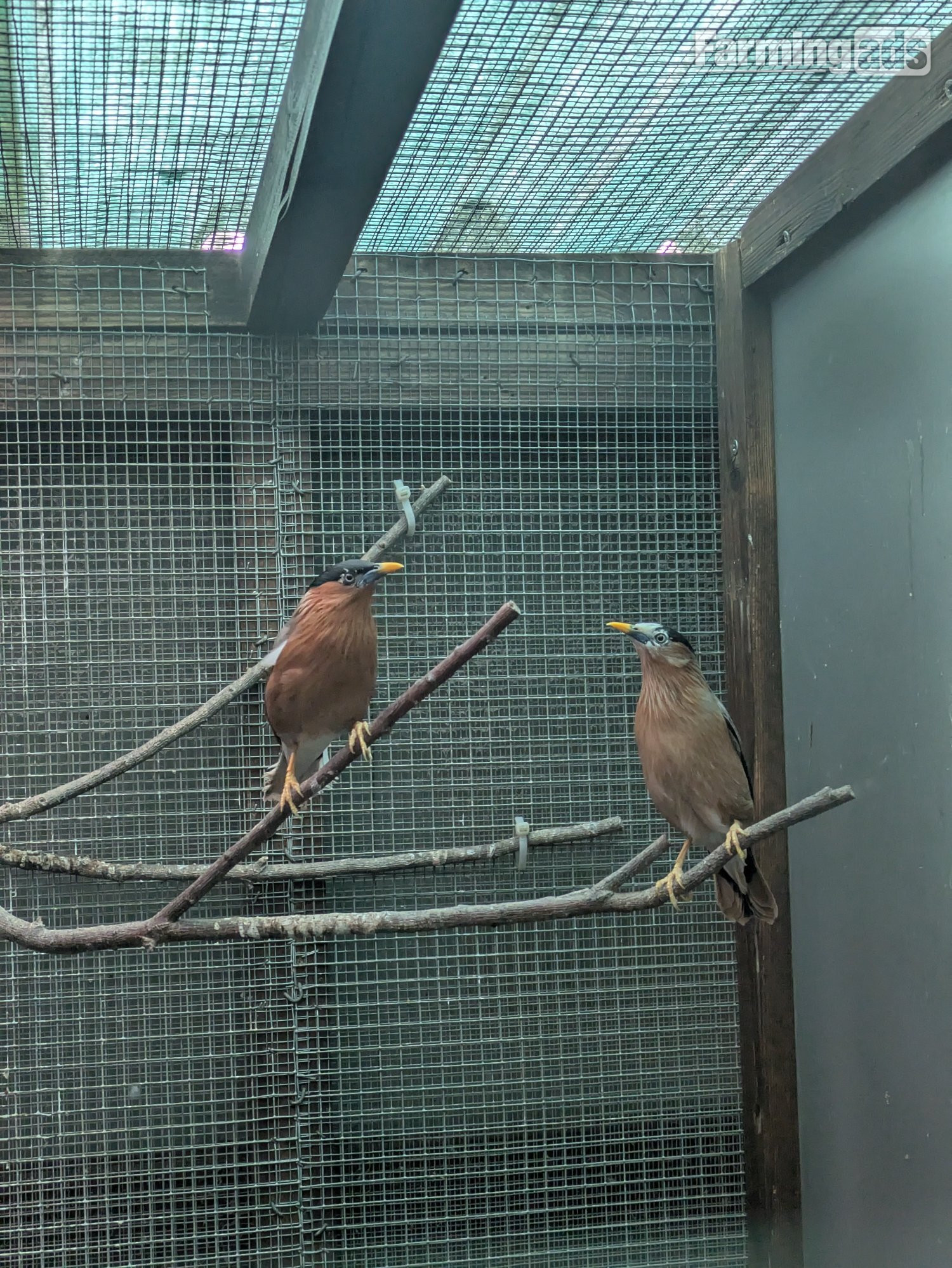Pagoda starlings breeding pr