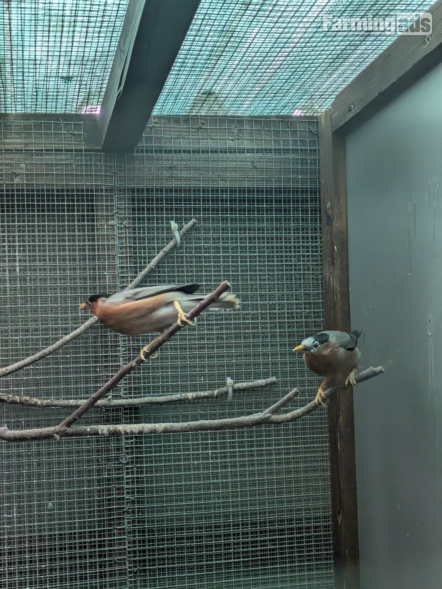 Pagoda starlings breeding pr