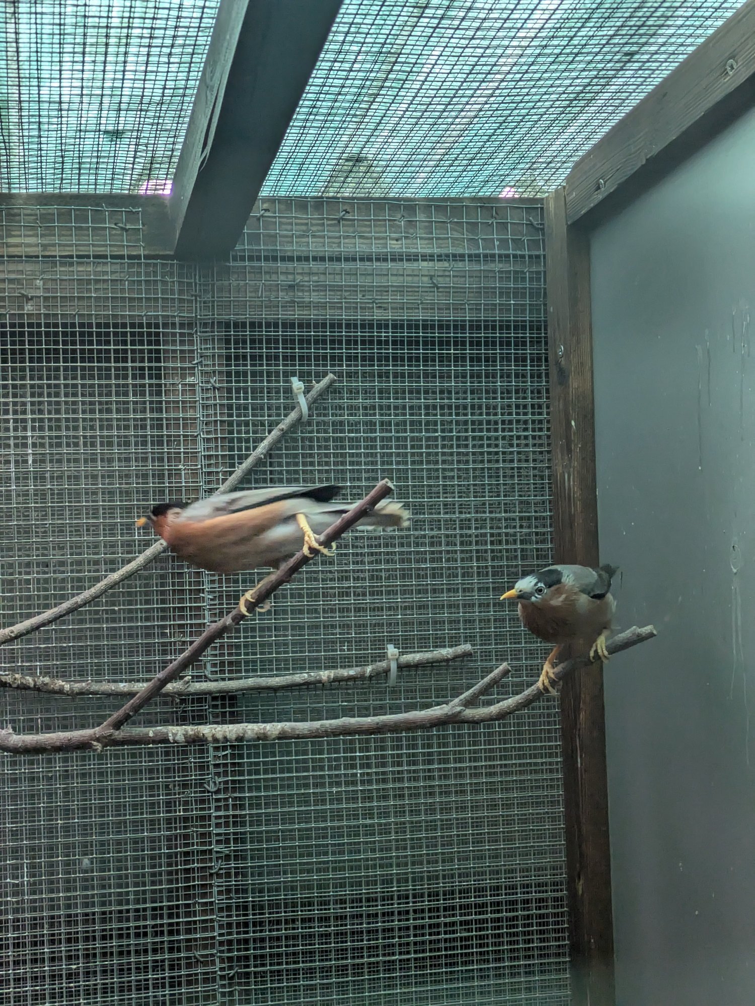 Pagoda starlings breeding pr