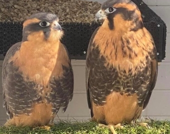 2023 bonded pair of aplomados 