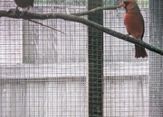 Breeding prs red cardinals