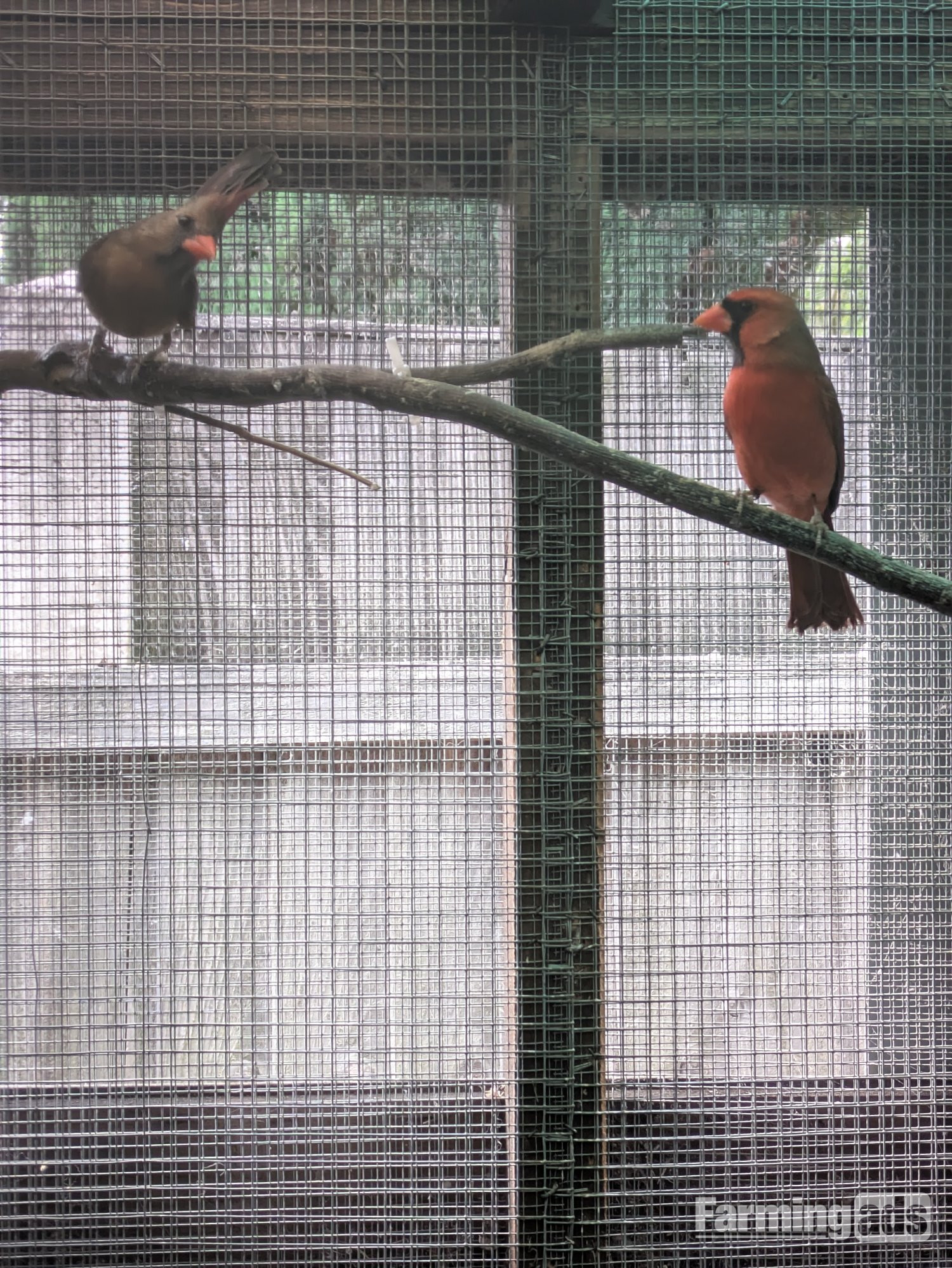 Breeding prs red cardinals