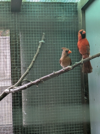 Breeding prs red cardinals