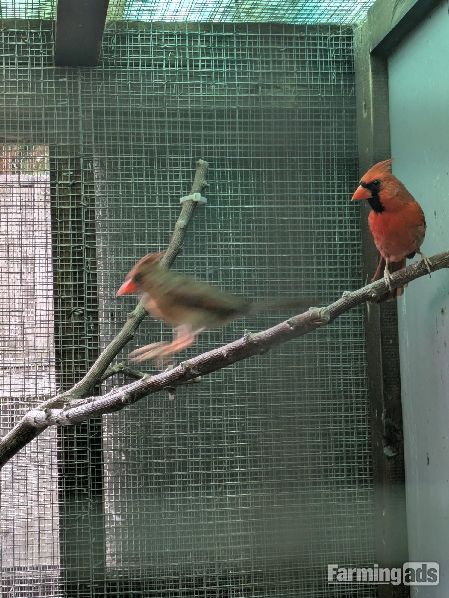 Breeding prs red cardinals