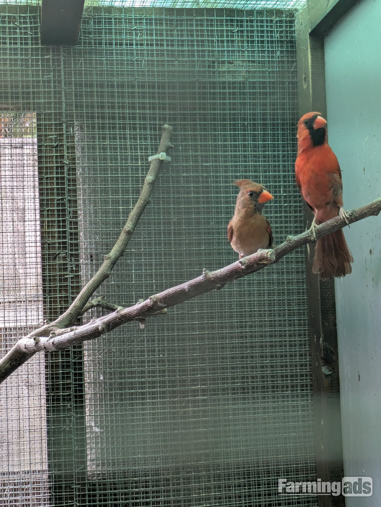  Breeding prs red cardinals