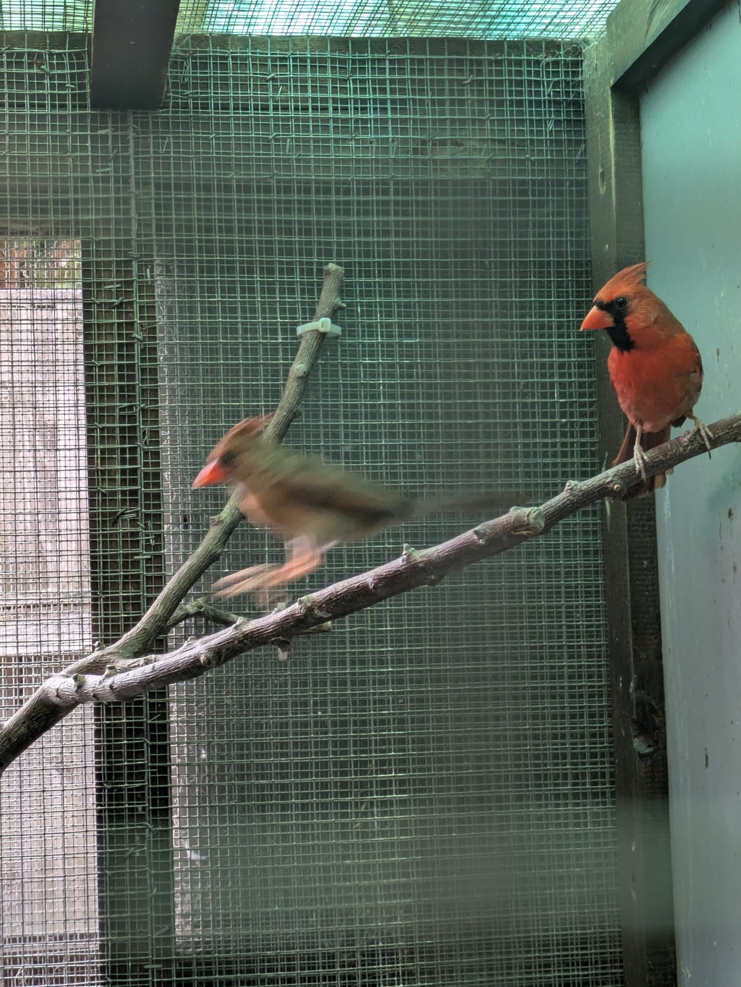 Breeding prs red cardinals
