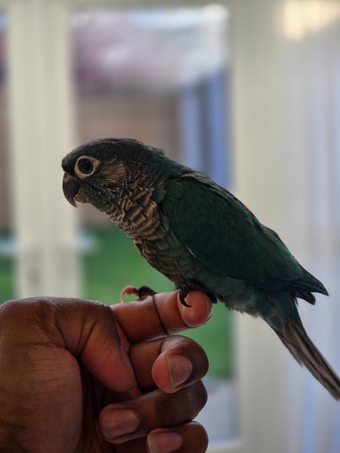 Handreared Turquoise Conures