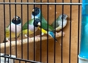 2026 Gouldians for sale