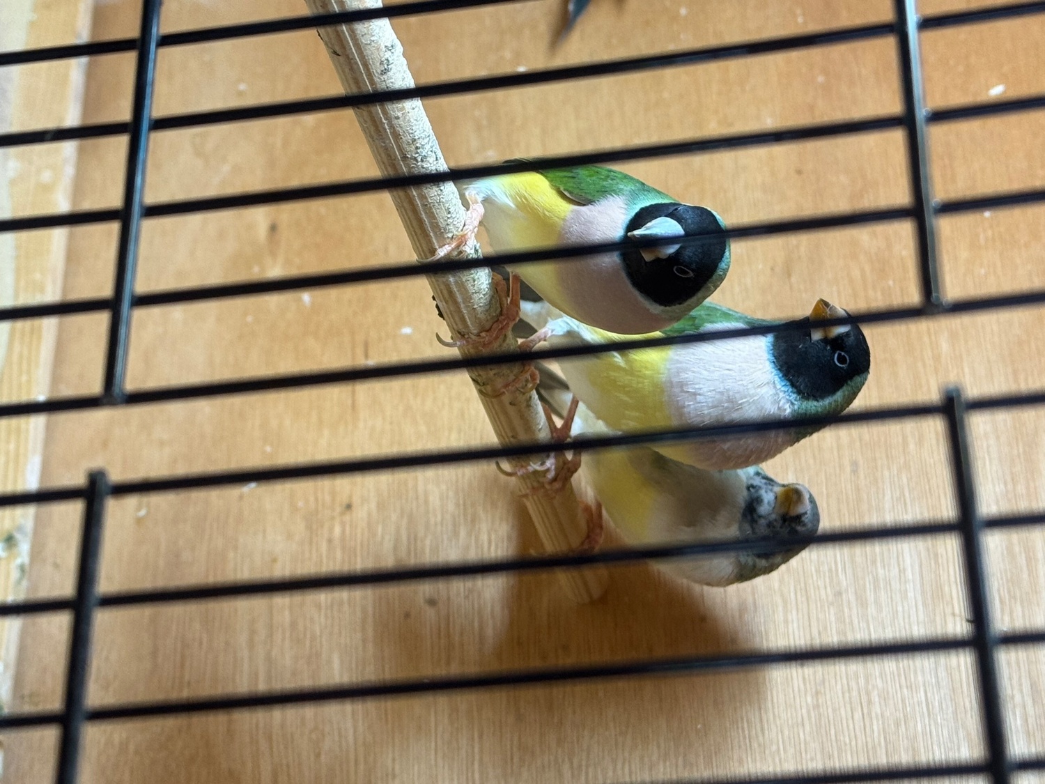 2026 Gouldians for sale