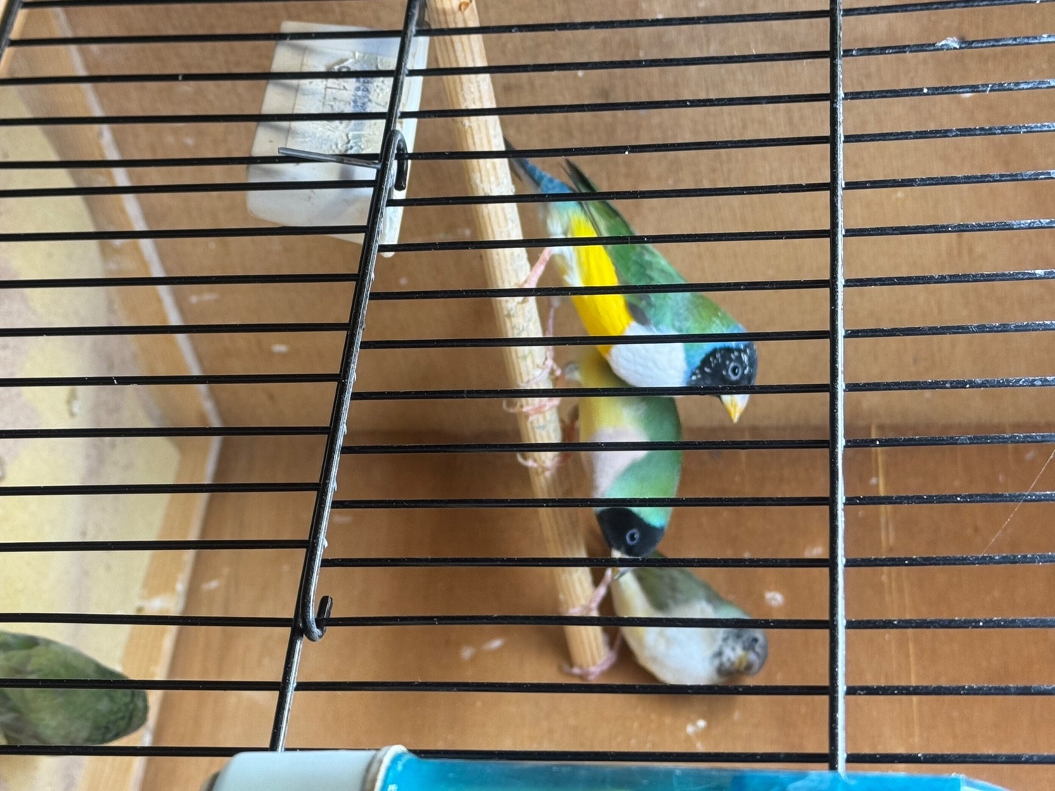  2026 Gouldians for sale