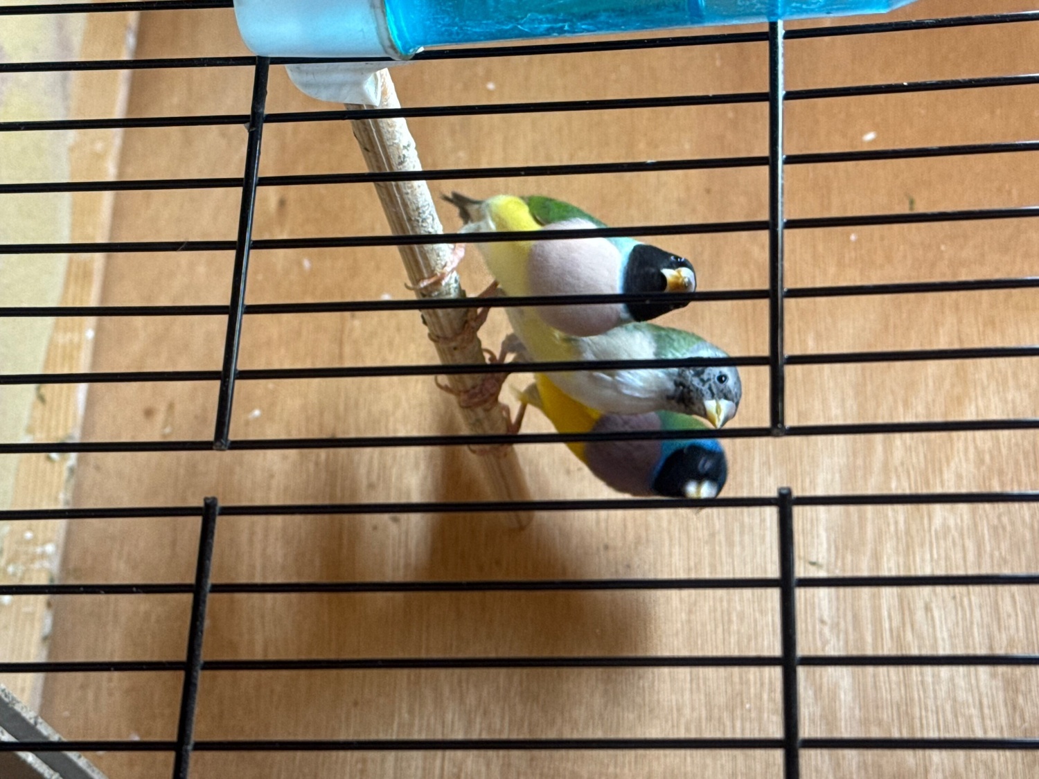 2026 Gouldians for sale - {CATEGORY}