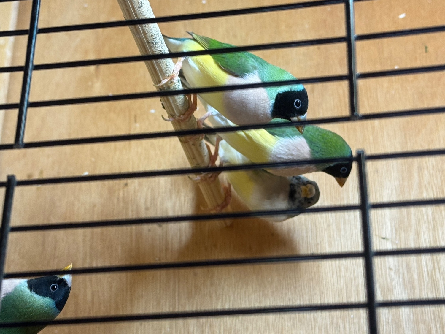 2026 Gouldians for sale - {CATEGORY}